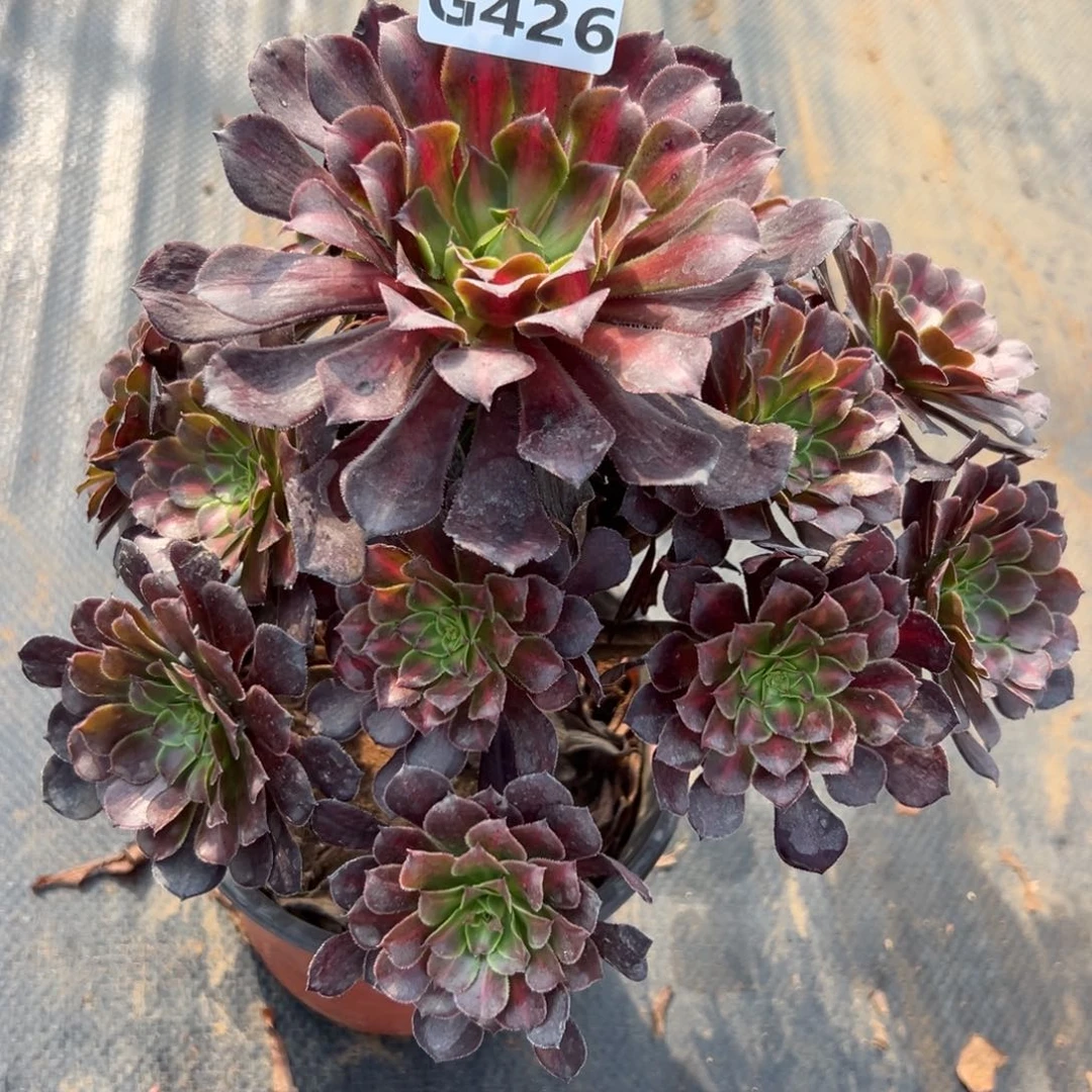 426月亮石，多肉法师