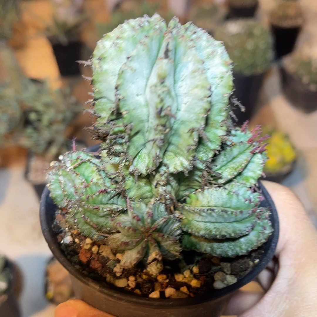 角尤白皮魁伟玉大群