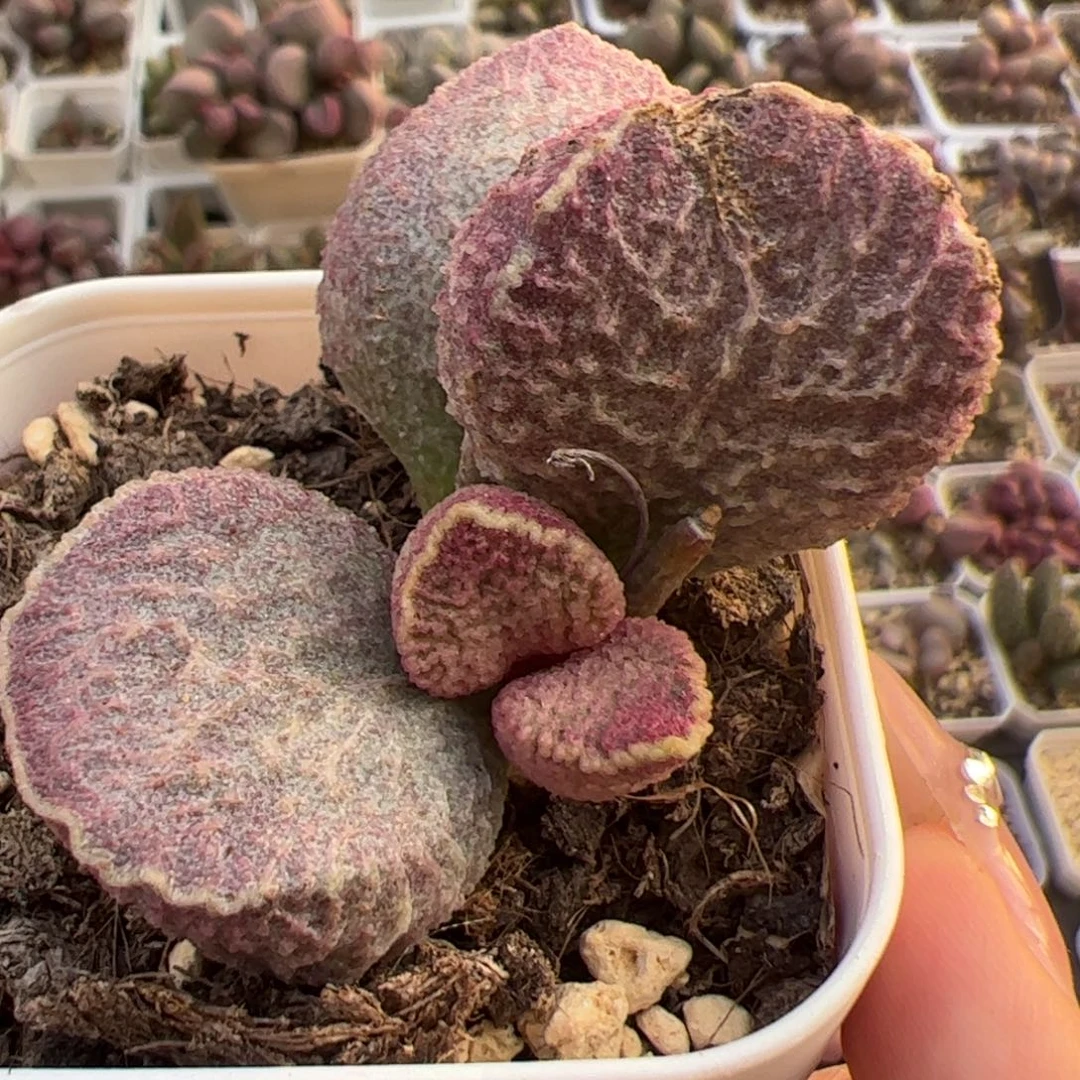 哈莫猪肝单头桩多肉植物水泡