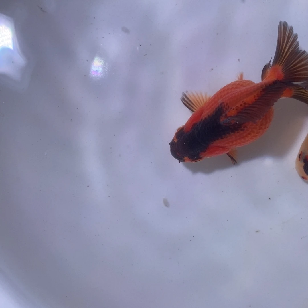 F***y海水玛丽商品2条鱼