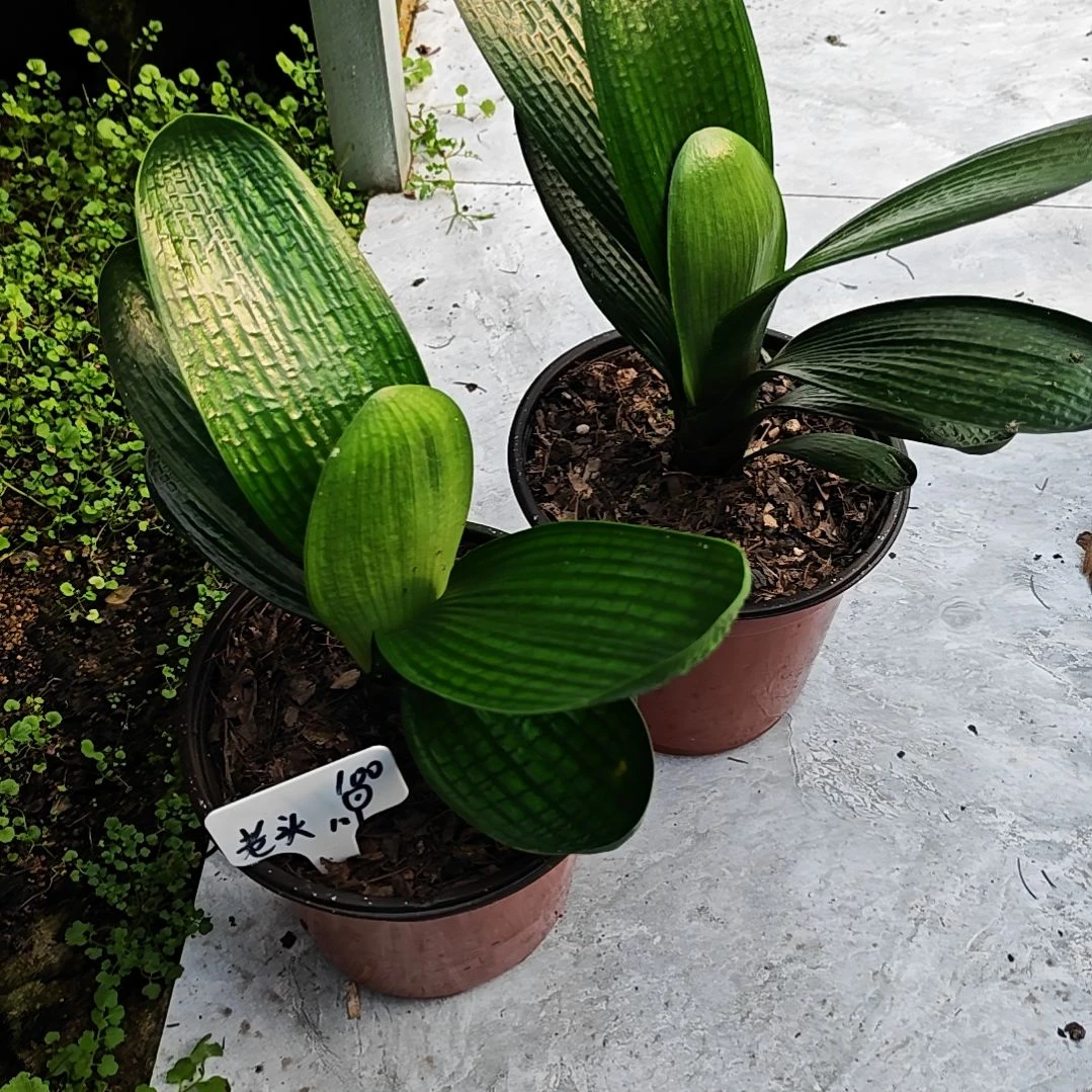 完全开放君子兰精品两年