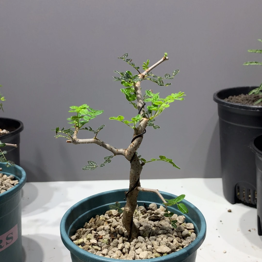 滔天没药橄榄实生带盆土