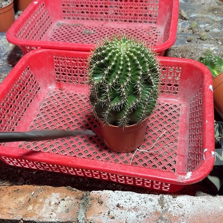 神***琼无花朵彩草哈哈哈哈哈哈