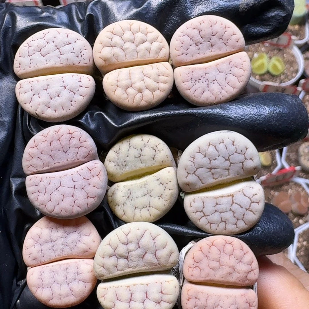 生石花111111。    261