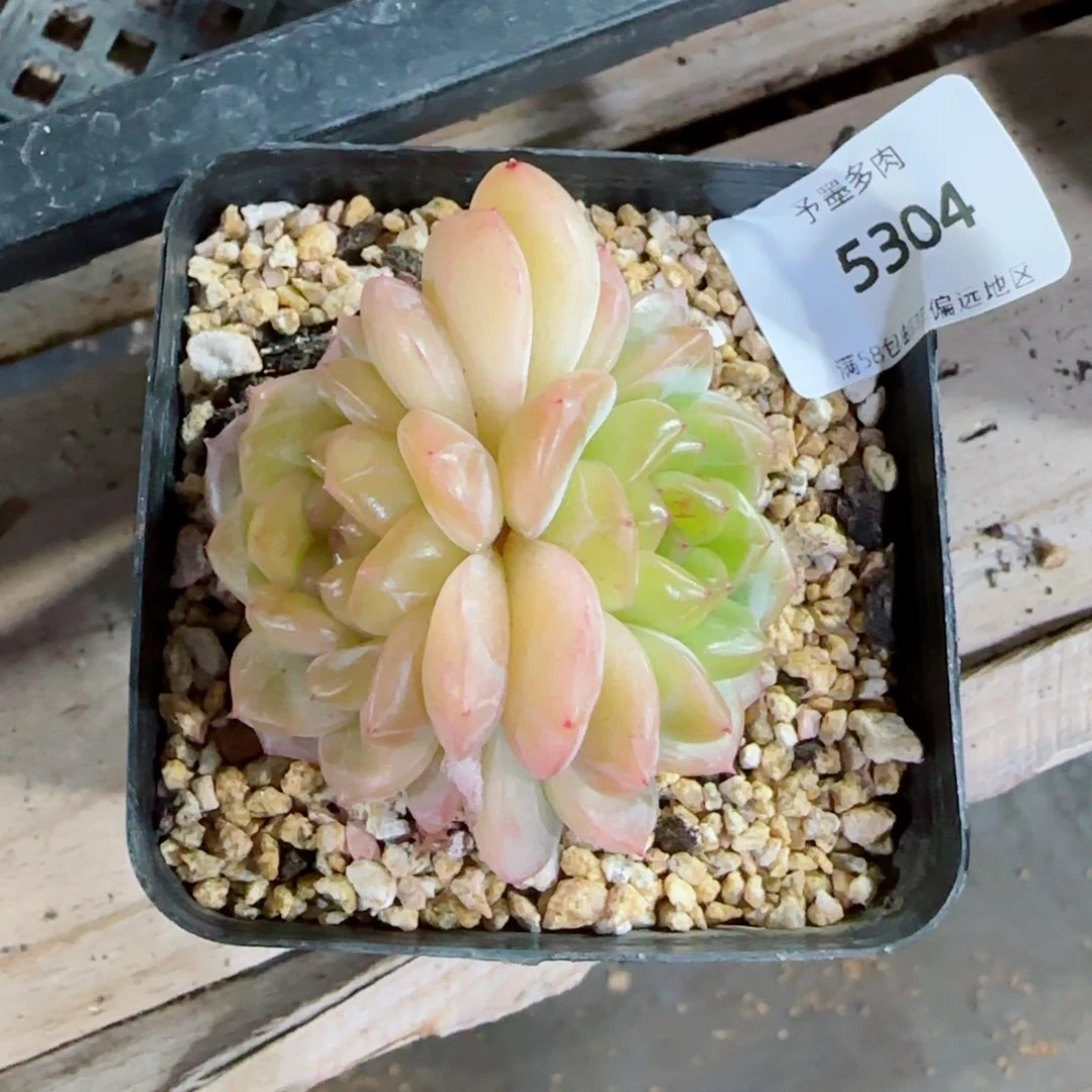 枫吟，5304多肉植物
