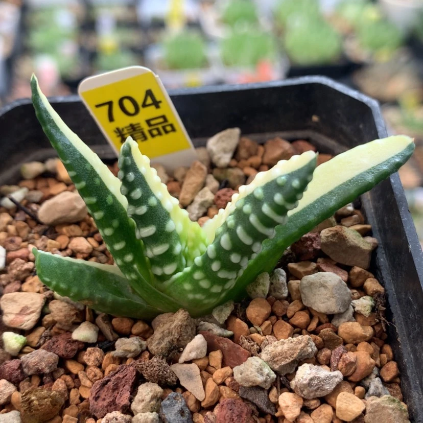 【闪购商品】704泪珠