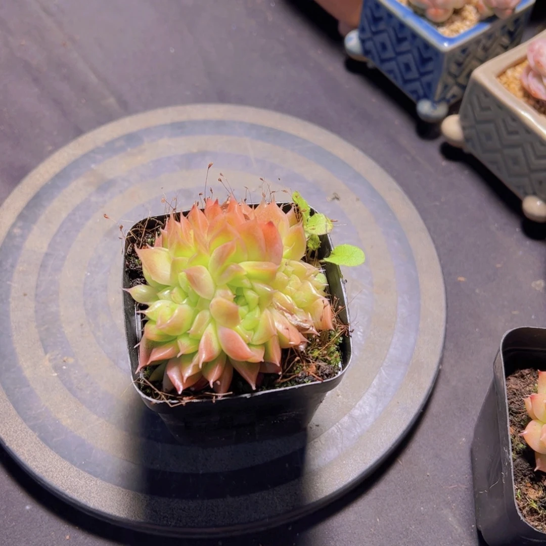 玉*珍妮，多肉植物