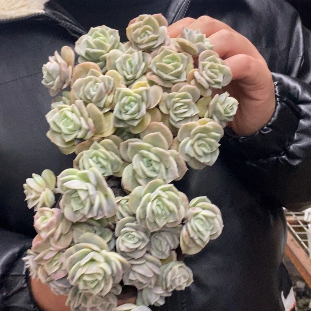 可爱玫瑰散装带盆土十头起发两盆