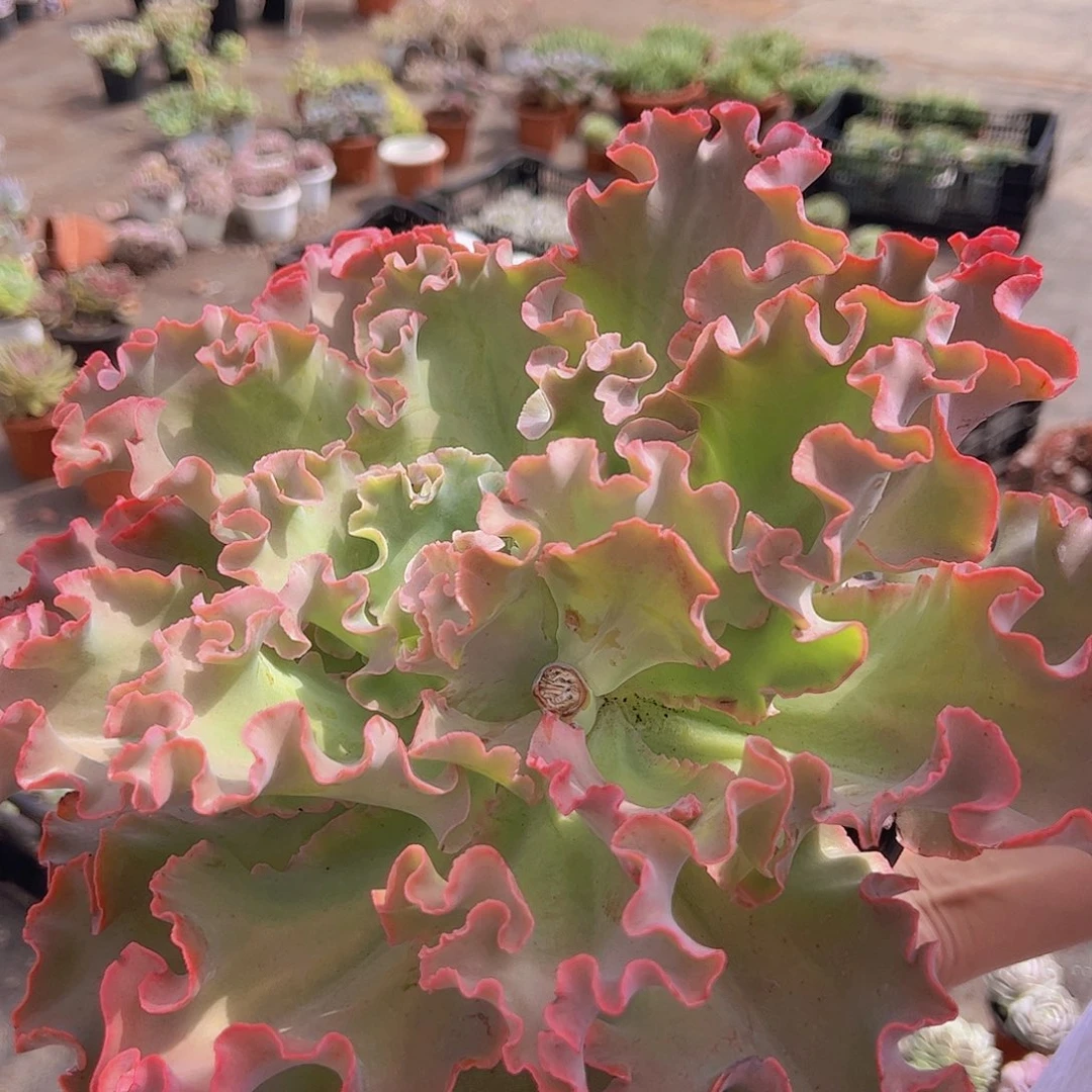 高莎之翁 大包菜