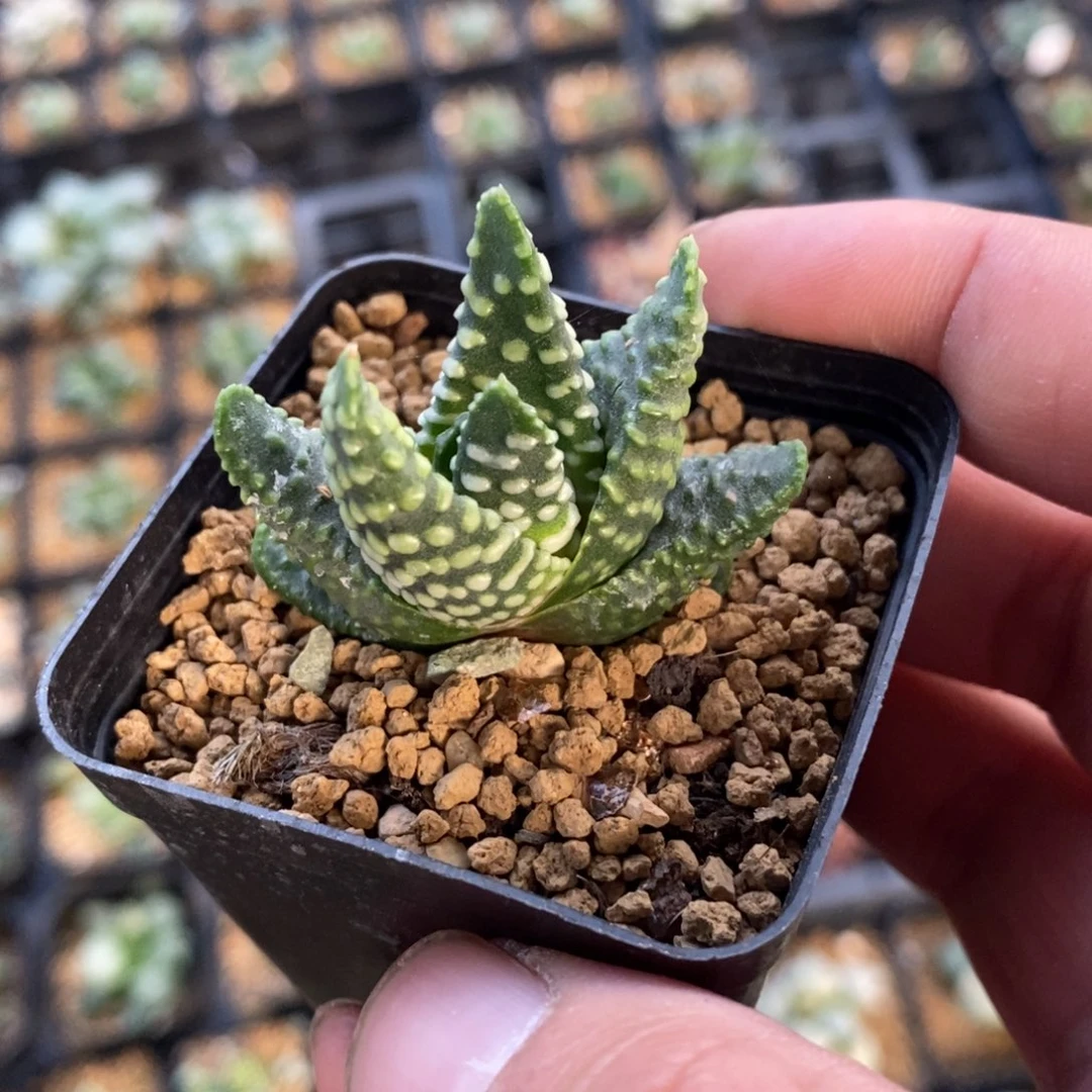 地上星硬叶一颗