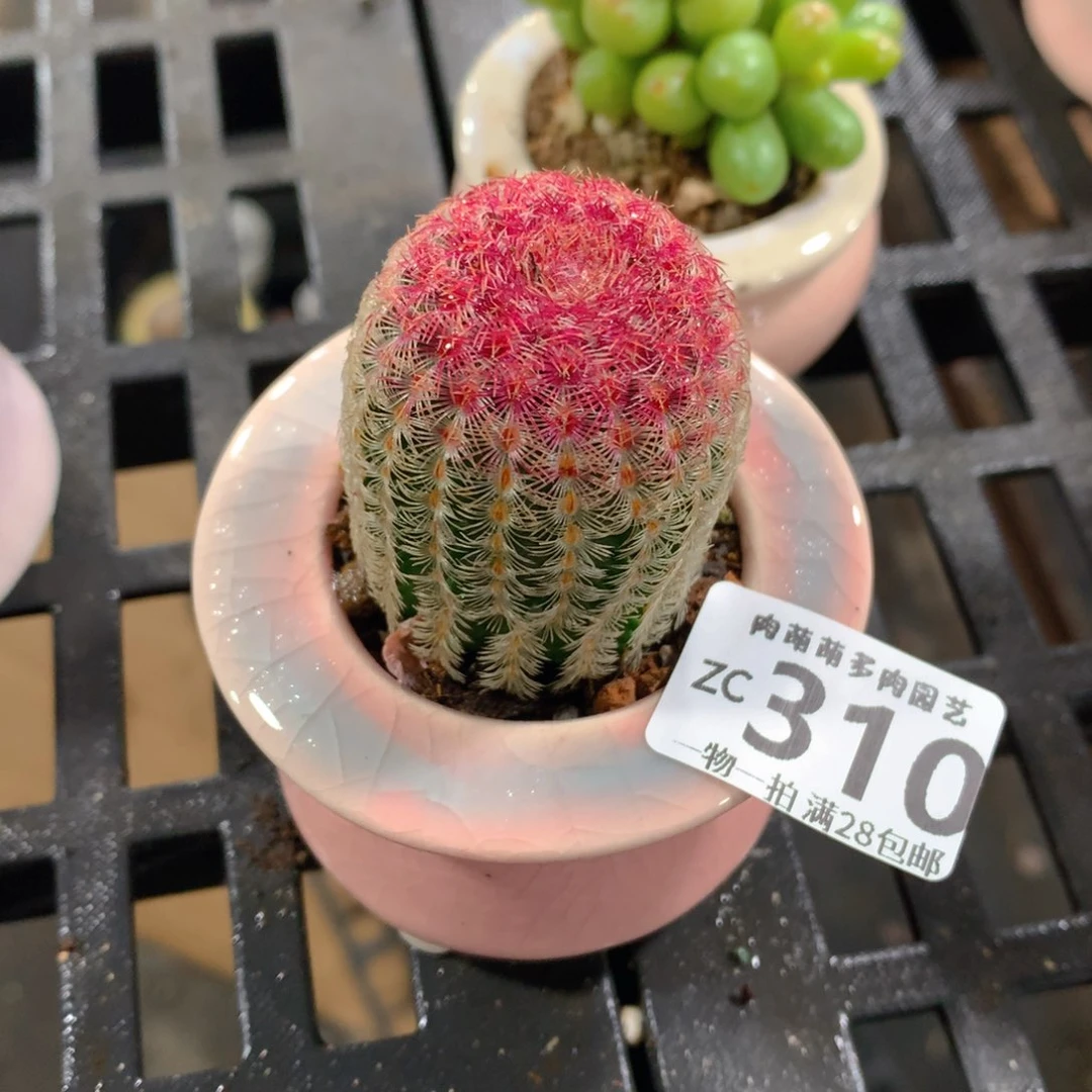 肉萌萌拇指盆精控多肉ZC310