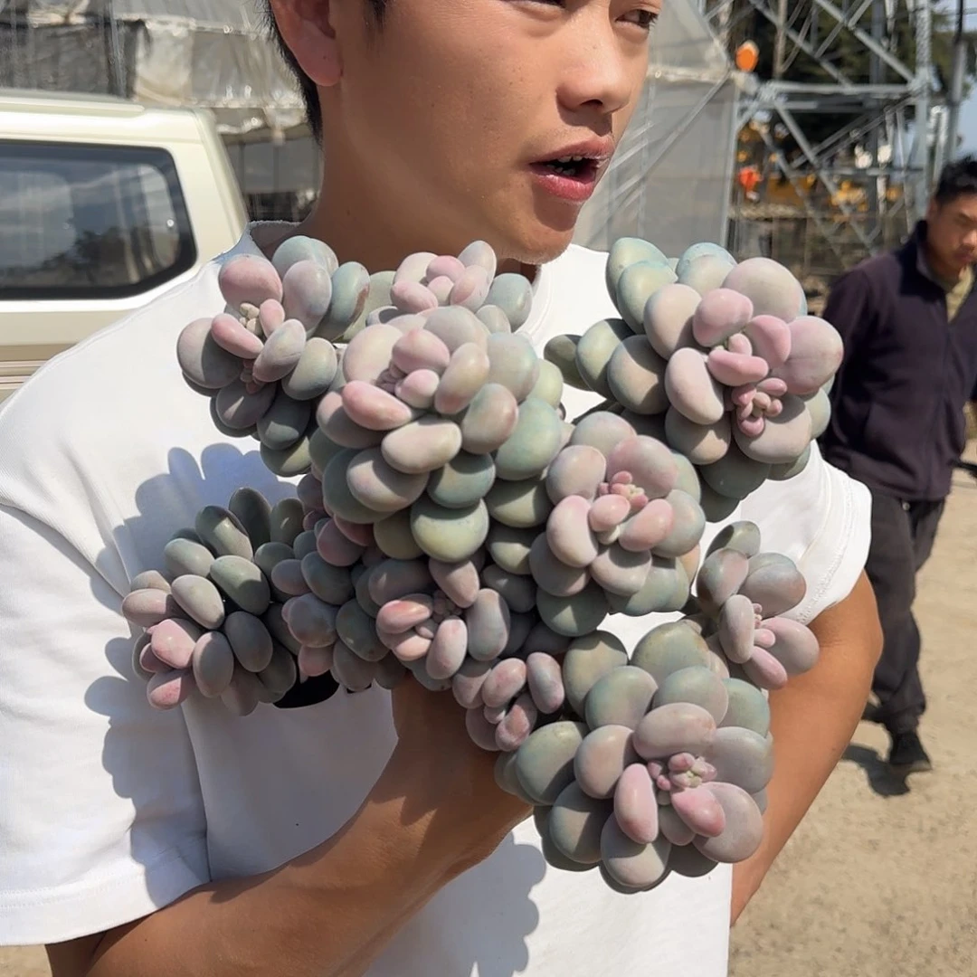 圆叶桃蛋多肉00000000