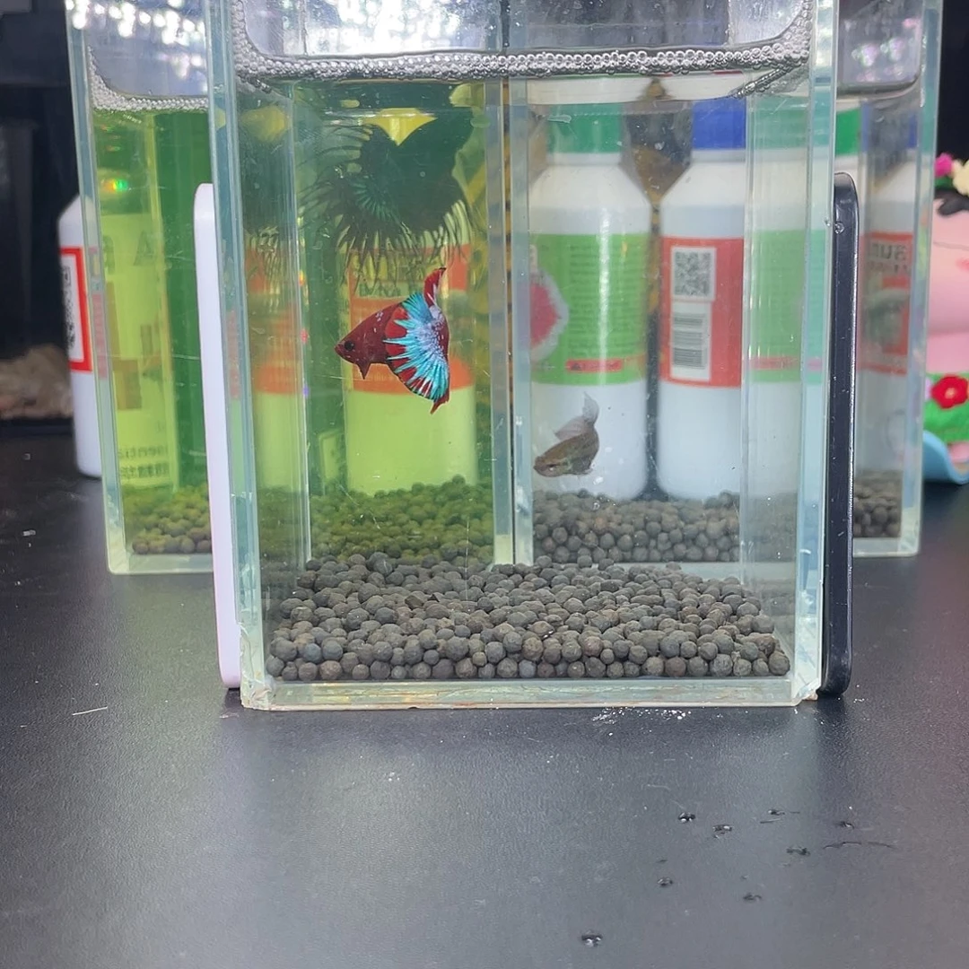 斗鱼44号1028早红肉