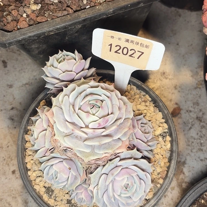 春**冬露娜一物一拍12027