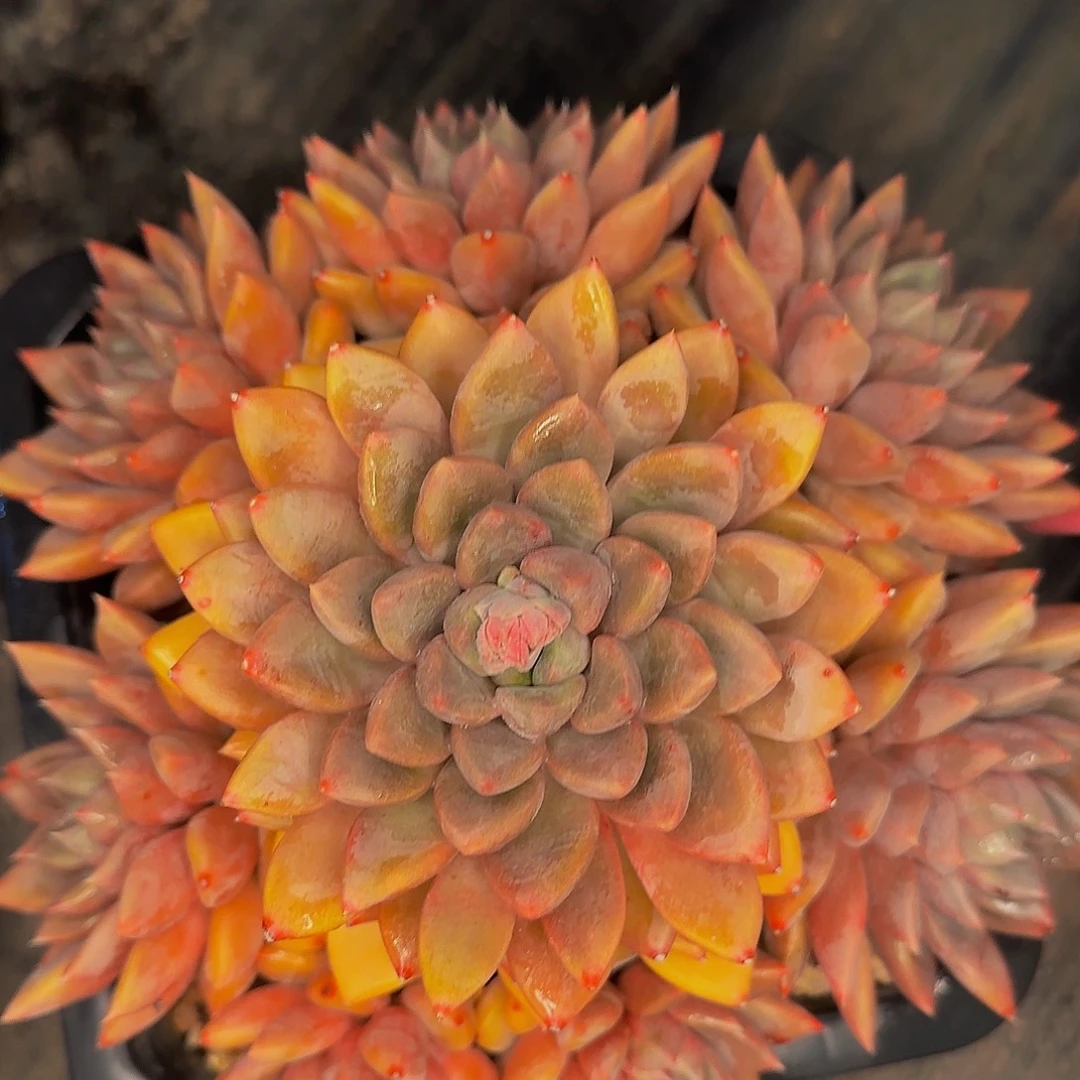 丽***玲阿里jjjjjttttjjjjjjjja