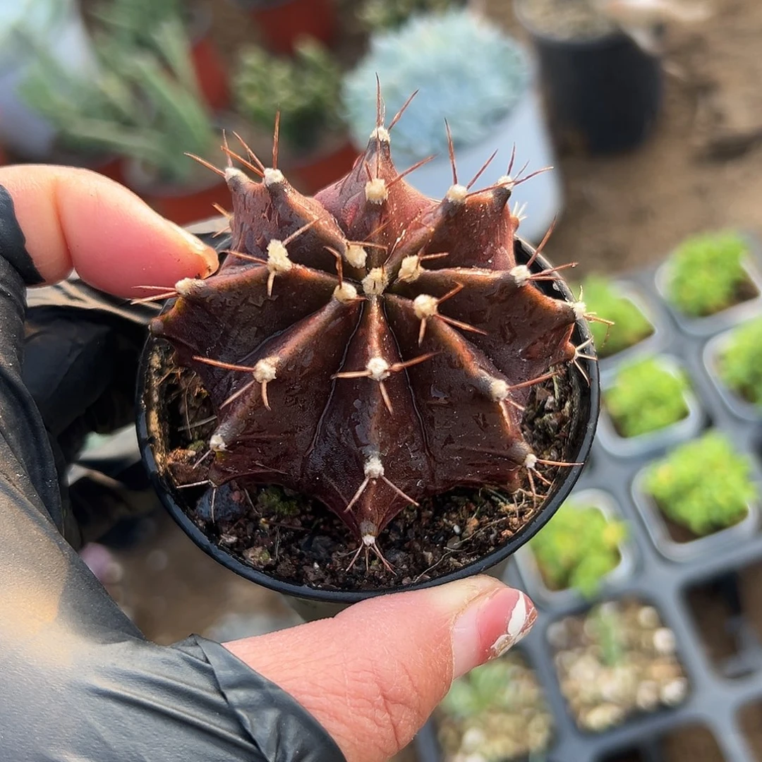 多肉植物肋骨牡丹