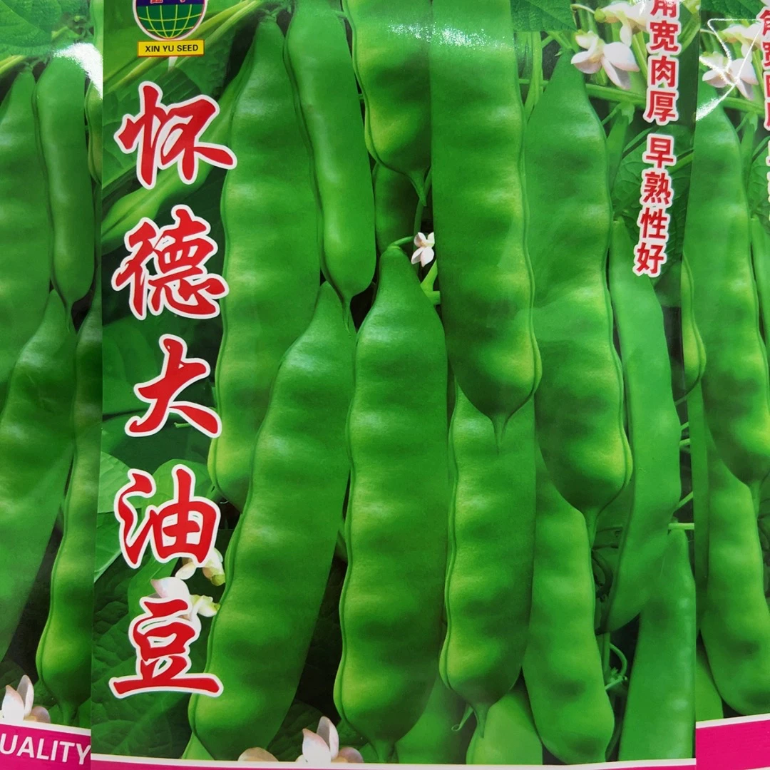 精选（怀德大油豆）豆角种子