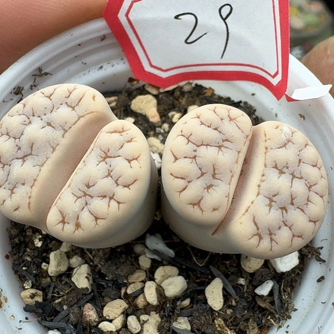 29多肉哈哈哈哈哈哈哈