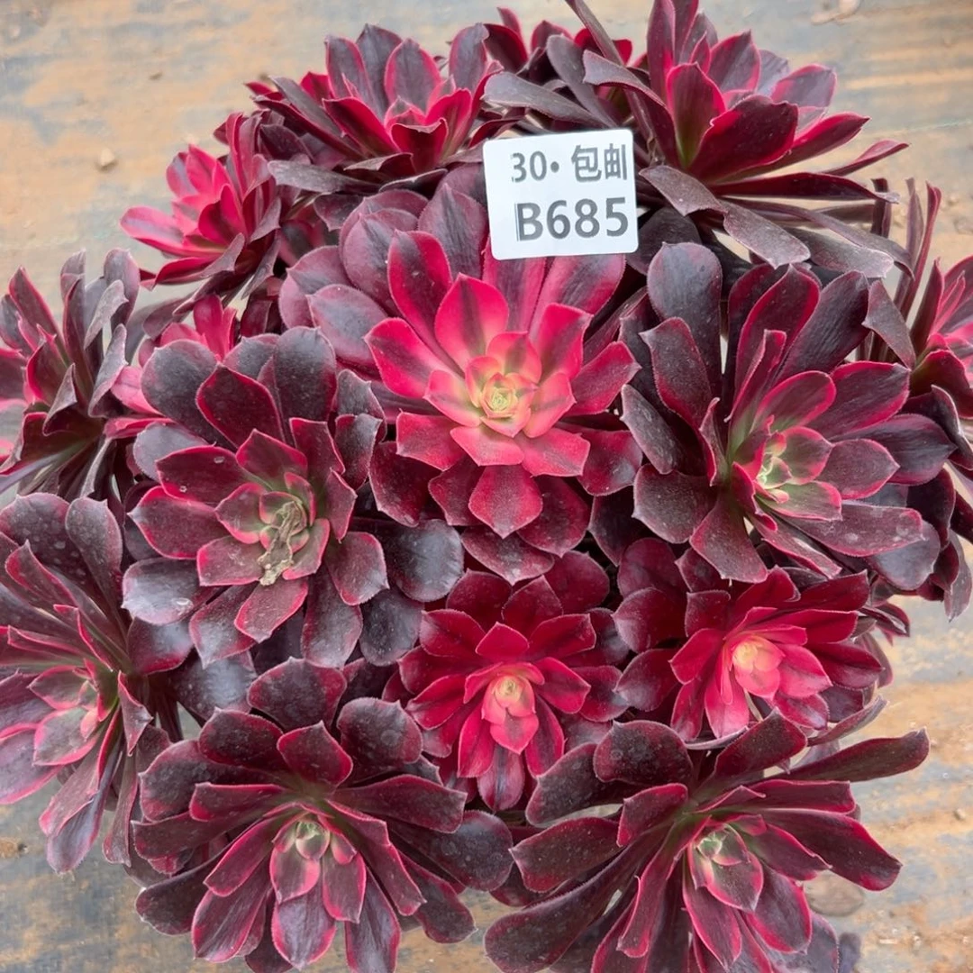 685凤冠多肉法师