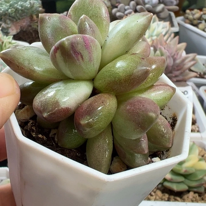 迷雾泡泡锦多肉植物