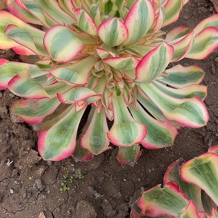 2.17-35爱丽丝多肉2