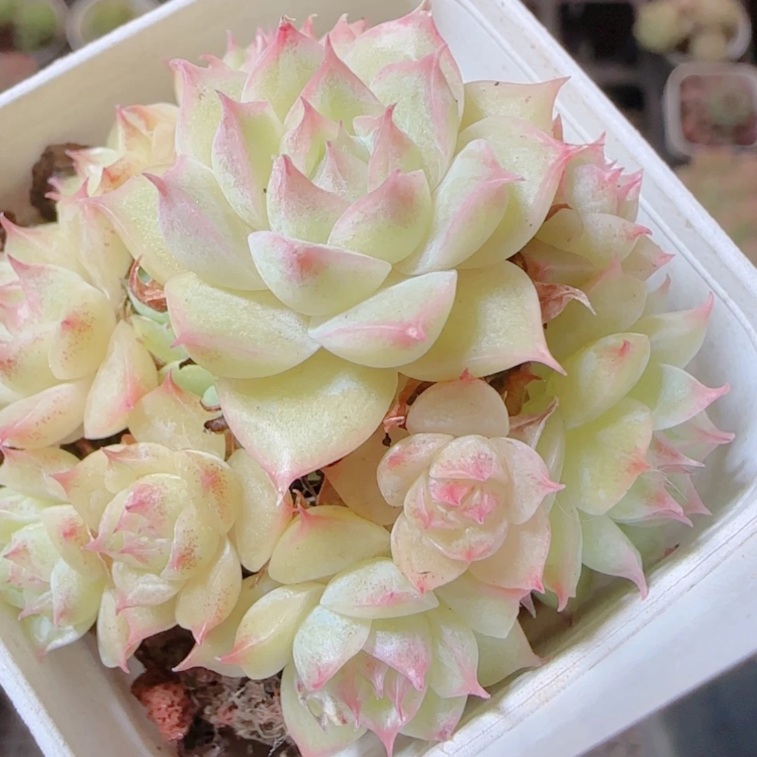 花语逸镜1112-101散