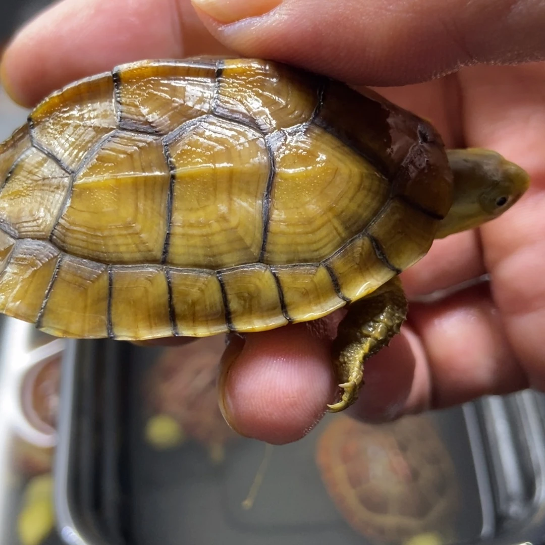 公绿毛龟吴*不分