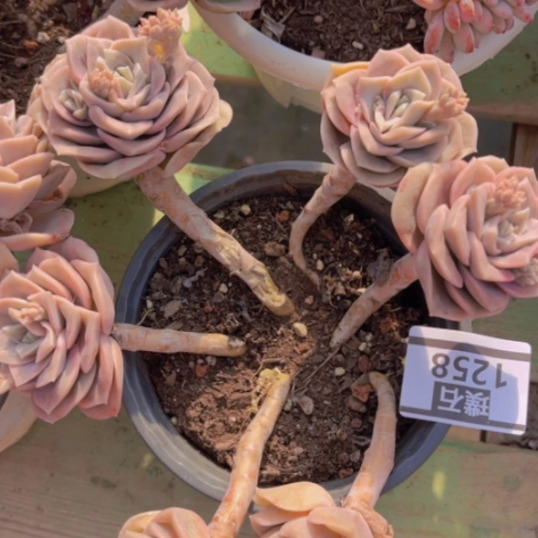 【闪购商品】6*y可爱玫瑰1258