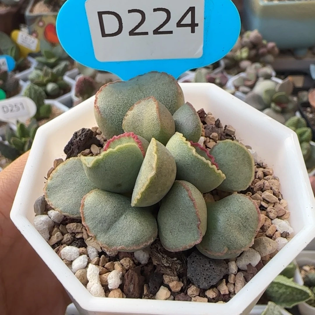 谷雨水泡。  。        224。