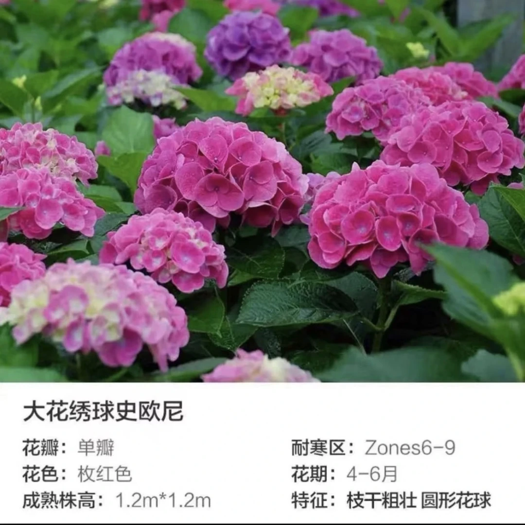 晓春花园-史欧尼-老枝条开花-3加仑盆-不带花-不带花