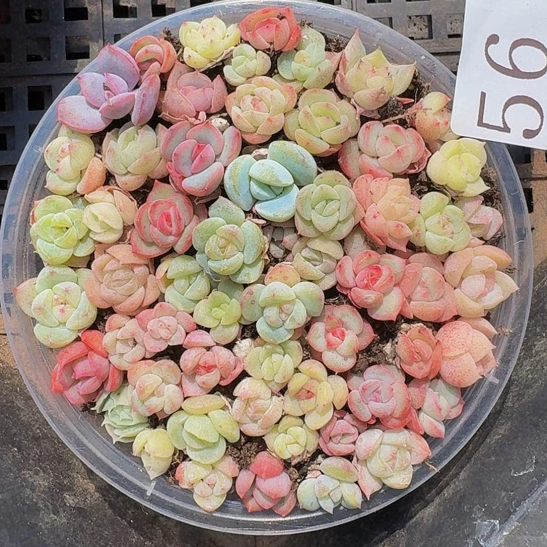 多肉植物多肉植物56