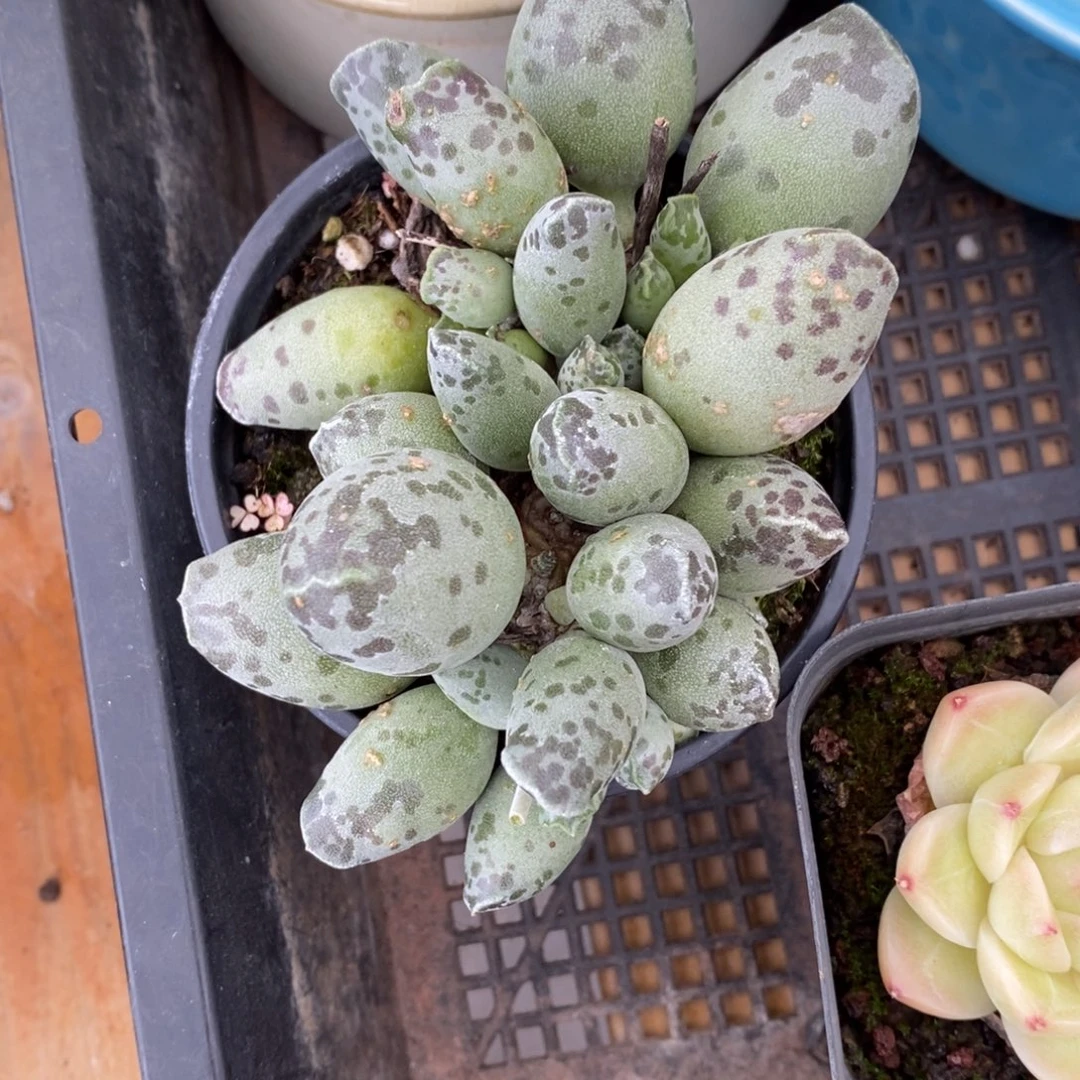 精品多肉一物一拍不包整403