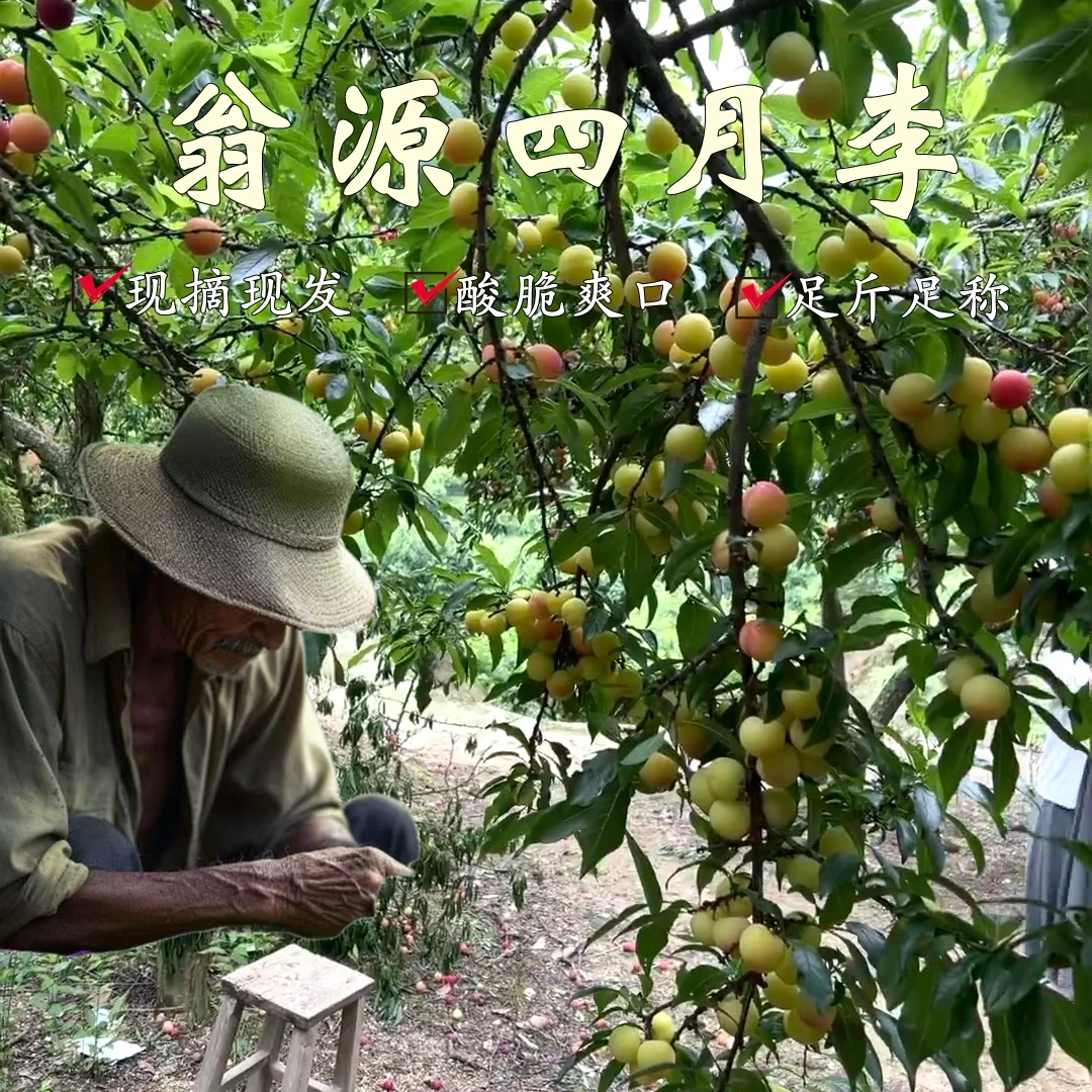 【商超】自家果园新鲜现摘三月李酸脆爽口孕妇新鲜水果酸脆李珍珠李