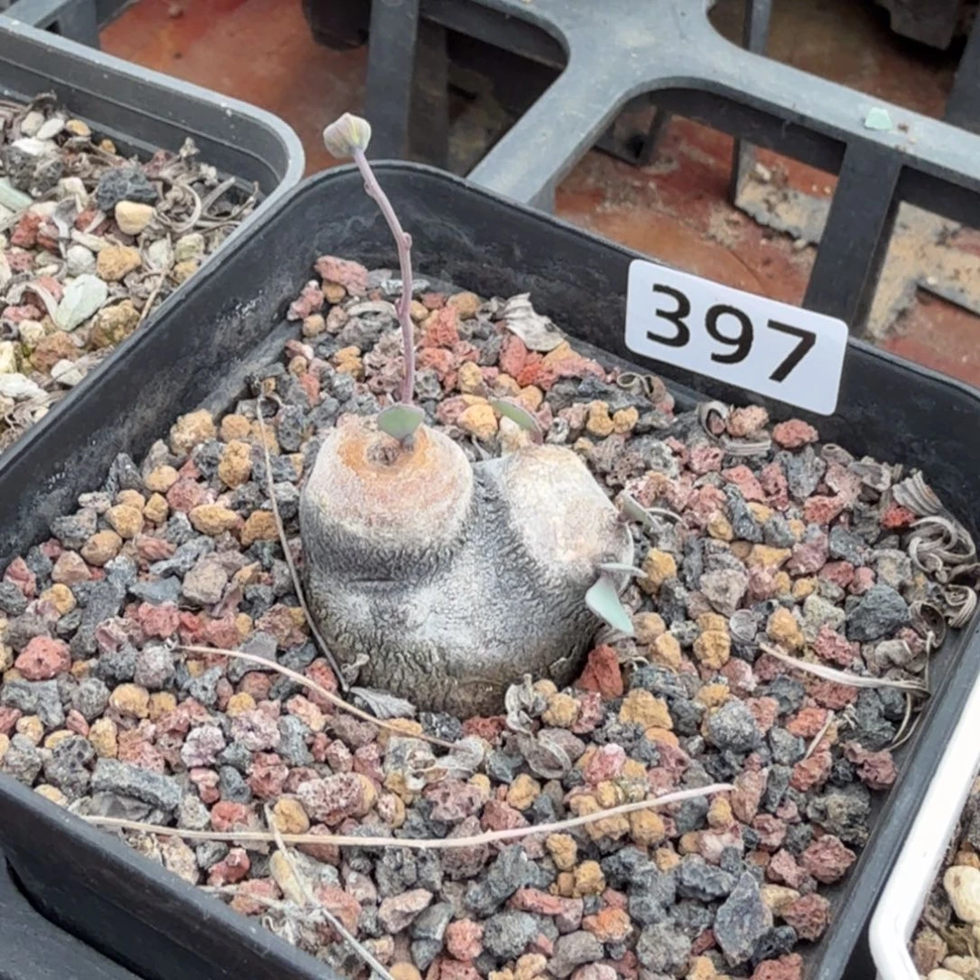 貳***兄格加厚墩菊397 仙人球