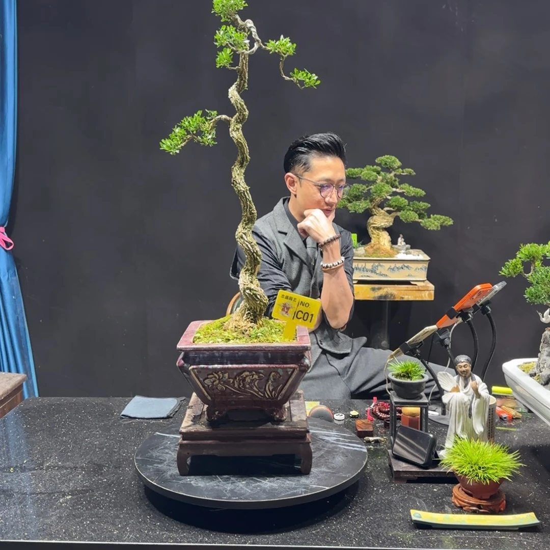 以实际为准黄杨室内室外盆景艺术