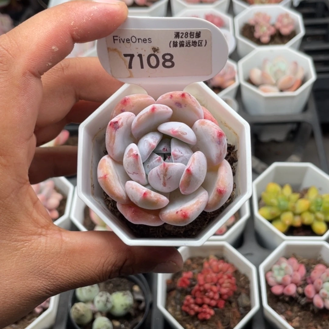 7108也梦5.0厘米