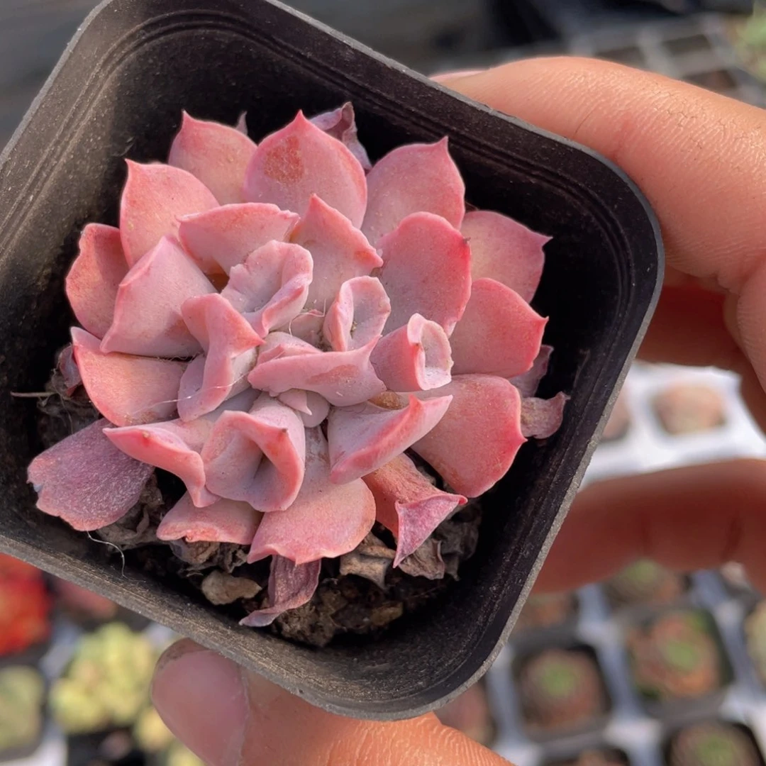 魔笛多肉9.9包邮发货