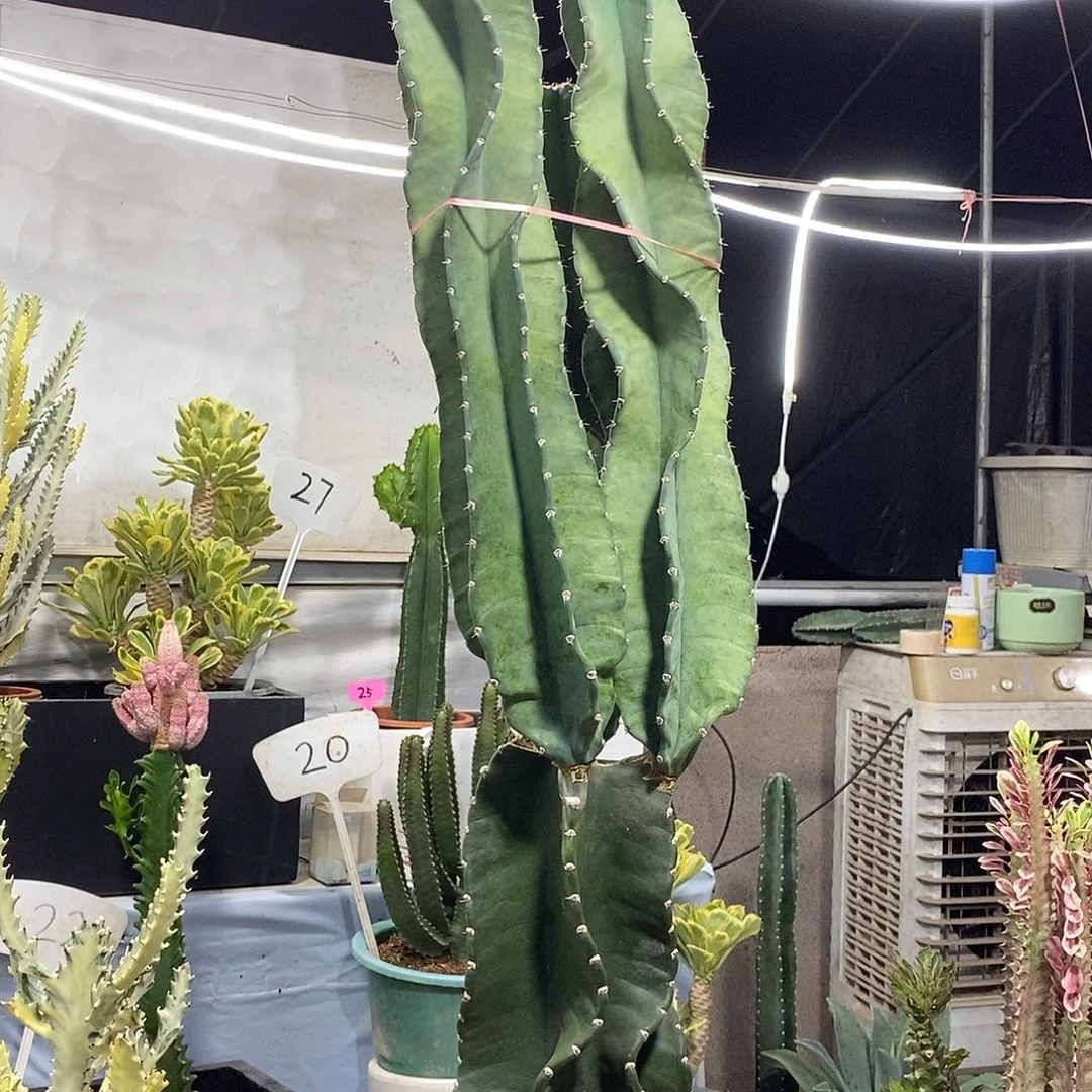 无花朵一物一拍苹果