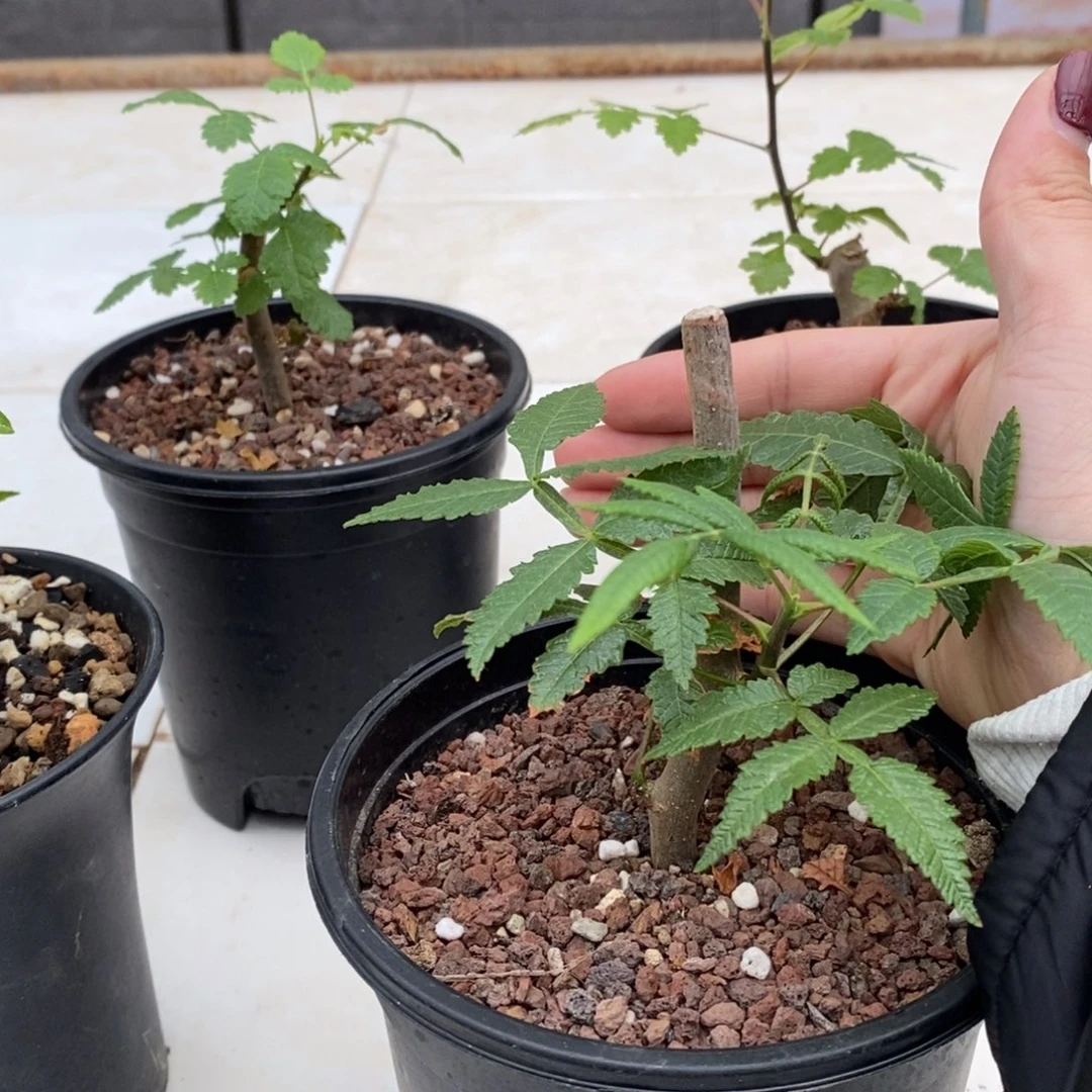 双色裂榄带盆发货