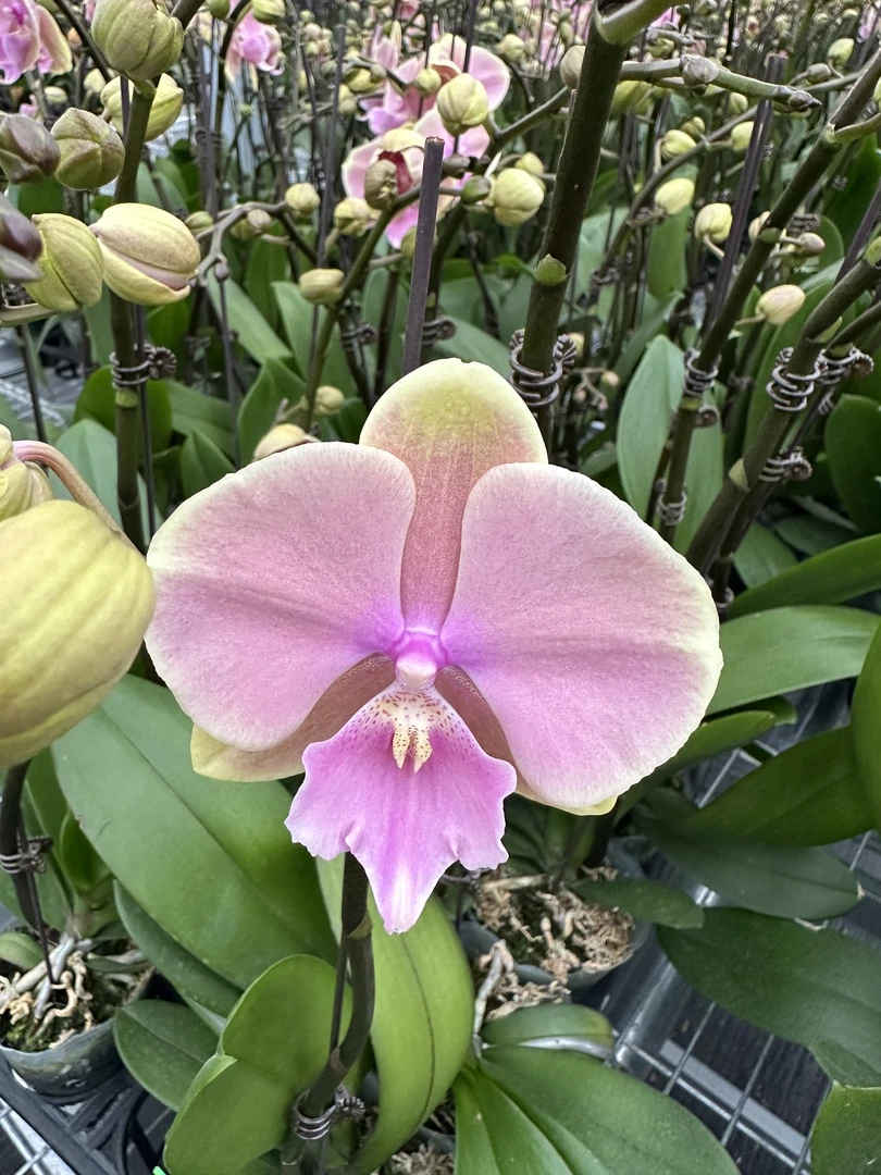 兰屿 LYSLAND【芳美传奇 3.0寸】蝴蝶兰鲜花盆栽