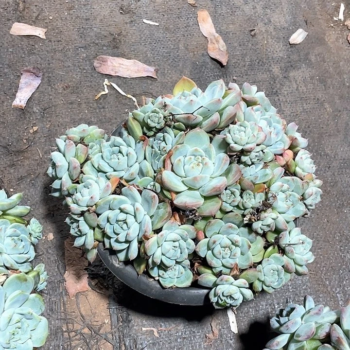 不***°阿尔巴佳人多肉植物