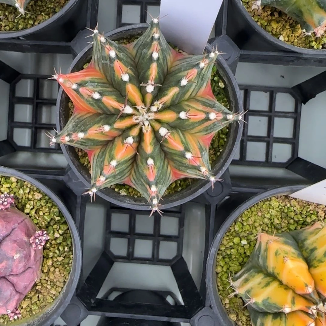 20-0305脱土发多肉实生