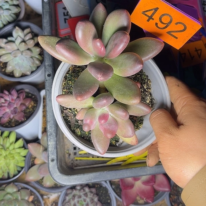 多肉植物芒果奶sp492