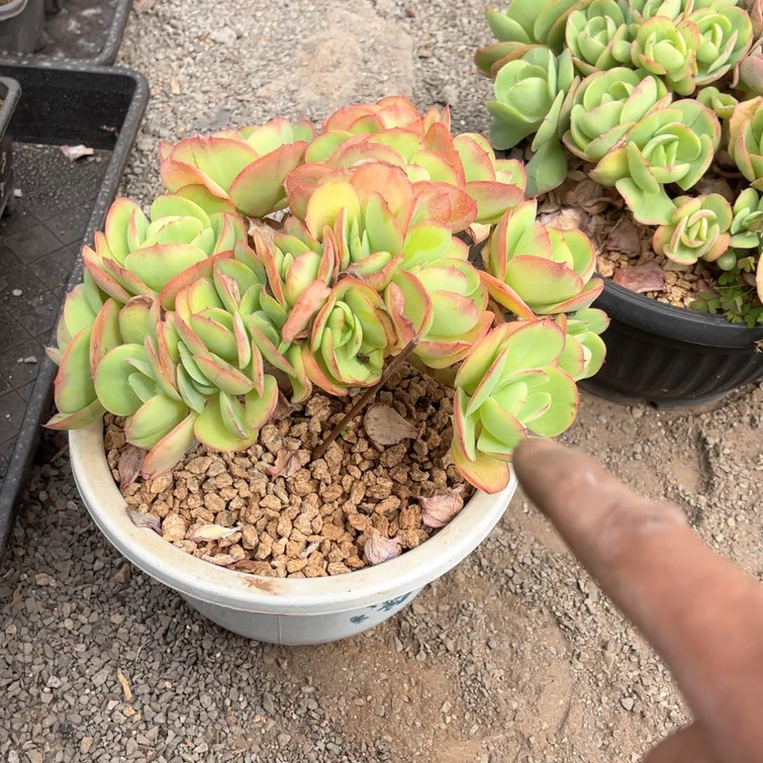 碧桃缀化福利放送
