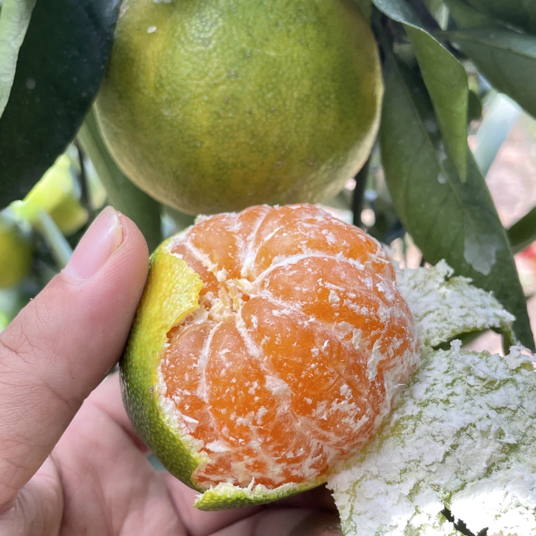 江西赣南寻乌现摘无籽青皮桔子蜜橘香甜多汁新鲜应季水果橘子蜜桔