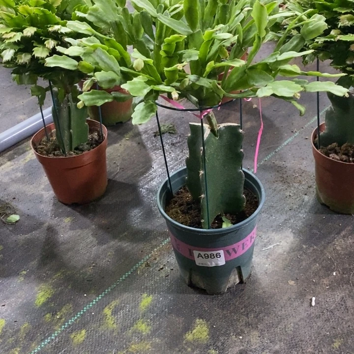 无花朵986嫁接索指