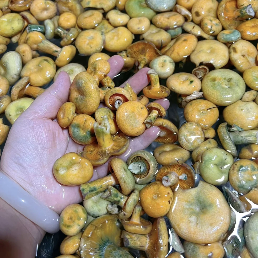 【洗干净微炒发】精品枞菌松菌寒菌煲汤火锅食材半熟非新鲜