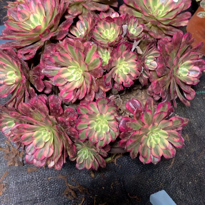 l****1483多肉植物一物一拍