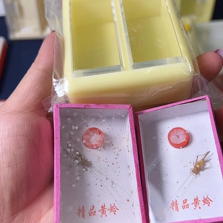 好***假蟋蟀哈哈哈哈哈哈哈哈哈哈哈