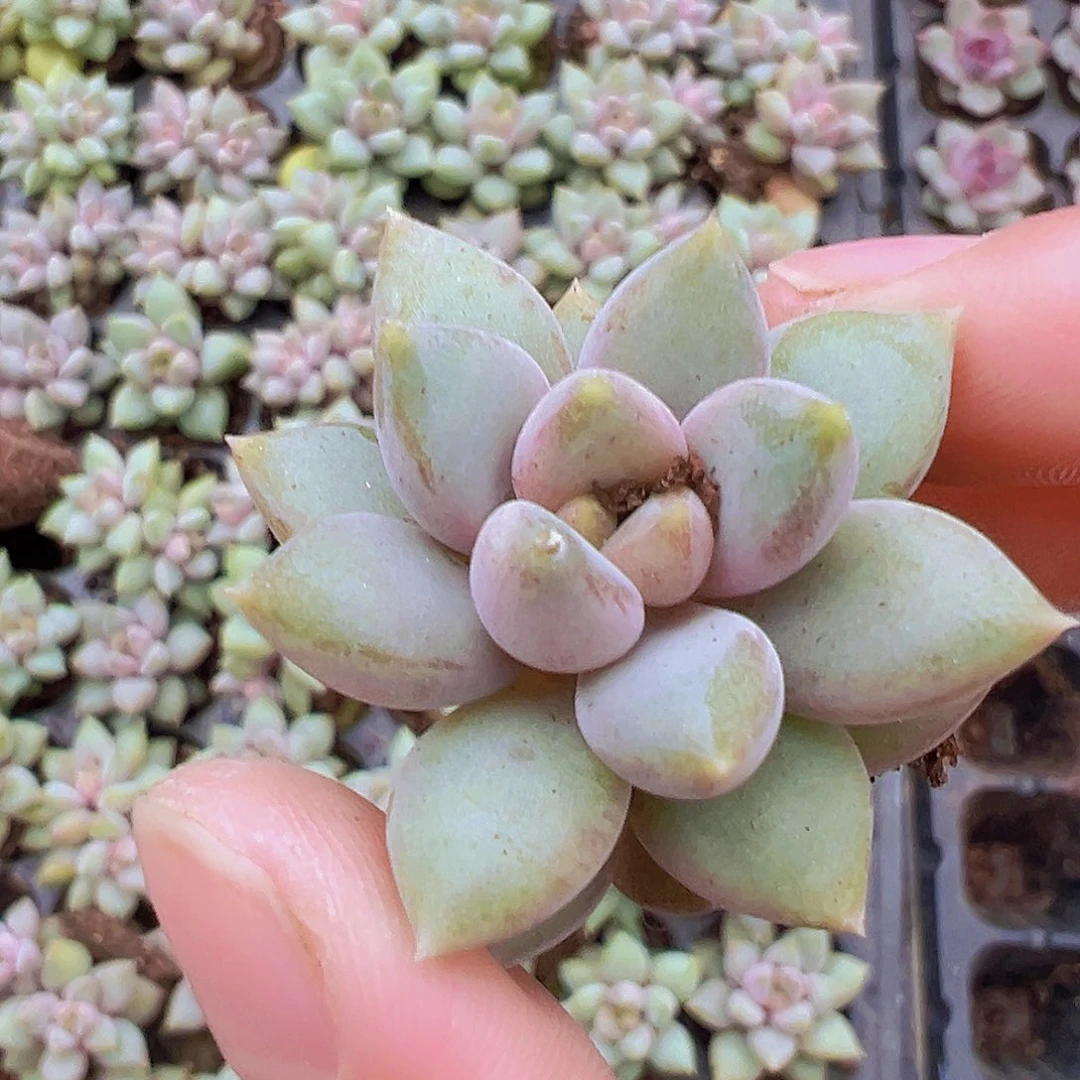 红象牙苗3颗19包邮多肉